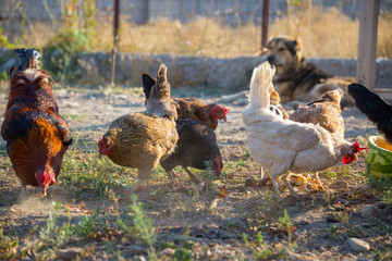 White and multi-colored domestic chickens in the yard in the countryside. Hens walk in the yard