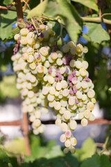 Grapes harvesting - white grape in a vineyard in sunny weather