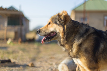 Dog in the yard on a chain