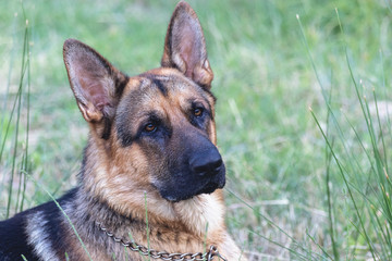 german shepherd dog