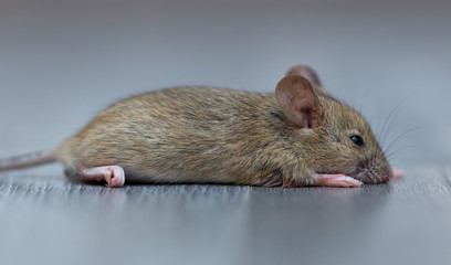 home mouse sitting on the floor with curious eyes looking at the camera