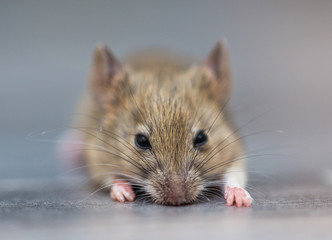 home mouse sitting on the floor with curious eyes looking at the camera
