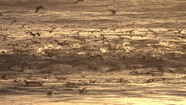 Peruvian boobies feeding frenzy on sardines in ocean at sunset 