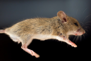 home mouse on a black background