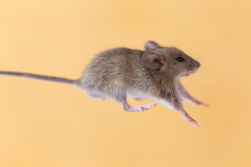 home mouse on a yellow background