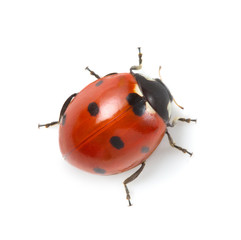 red ladybug on white background