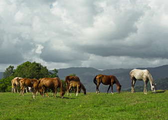 Naklejka na ściany i meble Group of horses and foals grazing on pasture at summer day
