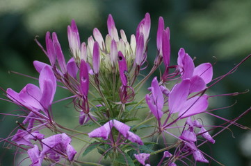 flowers in the garden