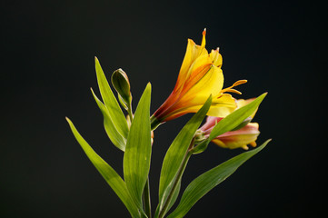 yellow lily flowers on black background
