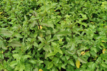 fresh green mint texture