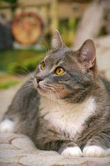 beautiful gray with white large domestic cat