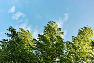 Bamboo green with blue sky in Japan in summer time