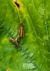 grasshopper on leaf