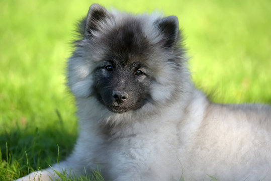 keeshond wolfspitz puppy happy in summer