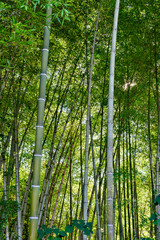 Fototapeta na wymiar Bamboo grove in Japan in summer time