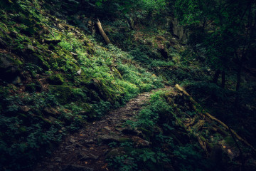Through the dark forest, a path leads into the light