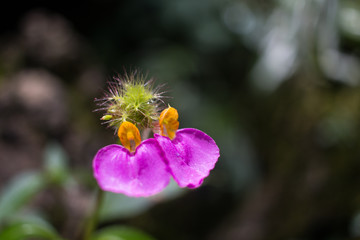 Pink Grass Flower Blooming in Cherrapunji, Meghalaya, India