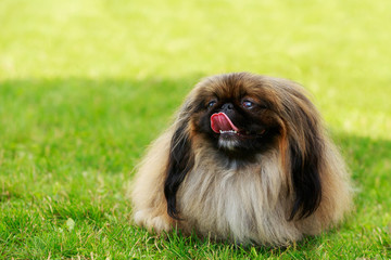 Dog breed pekingese