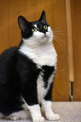white with black cat on a brown background