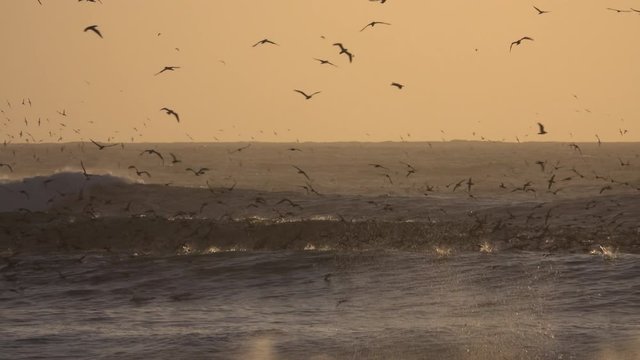 Peruvian boobies feeding frenzy on sardines in ocean at sunset 
