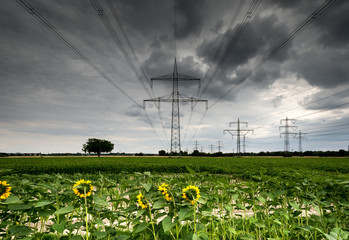 Sunflowers growing beneath electricity pylons