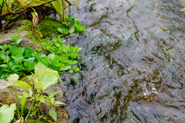 A picturesque spring with clear water, stones and moss. The concept of calm. Zen
