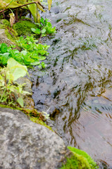 A picturesque spring with clear water, stones and moss. The concept of calm. Zen