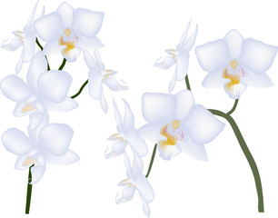 two branches with light orchid blooms on white