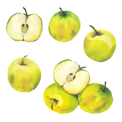 Watercolor illustration with  riped apples. Harvest crop. Could be used for menu, farm markets, banner, prints. 