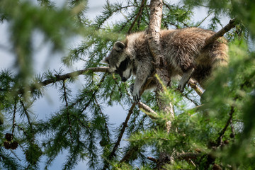 Raccoon on a tree