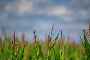 Blooming corn close up