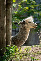 Portrait of an Alpaca at the zoo