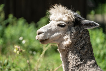 Obraz premium Portrait of an Alpaca at the zoo