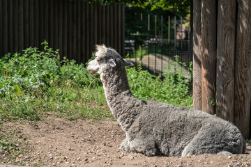 Portrait of an Alpaca at the zoo