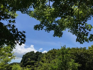 Obraz premium trees and blue sky