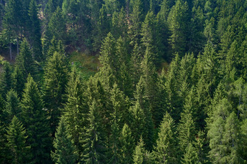 Fototapeta na wymiar Plantation of spruce trees. Top down aerial view. Green spruce on the slope aerial view from the side.