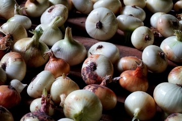 raw organic onions harvested from the garden and drying on wooden boards