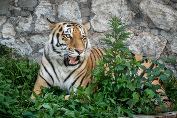 Tiger grimaces at the zoo.