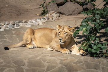 Lioness resting in the afternoon.