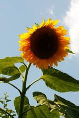Yellow sunflower and bees on blue sky background
