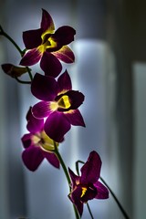 kwiaty orchidei w domu © Henryk Niestrój