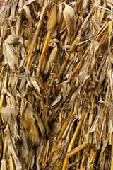 Harvested dried maize plants on farmland.