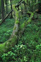 Fallen and broken tree trunk covered in moss, Cisowa Nature Reserve, Gdynia, Poland
