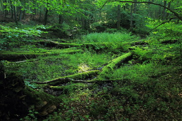 Old alluvial forest with fallen and broken trees and old logs. Cisowa Nature Reserve, Gdynia, Poland