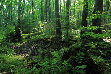 Riparian forest in Gdynia, Poland. Cisowa Nature Reserve