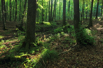 Alluvial forest in summer. Cisowa Nature Reserve, Gdynia, Poland