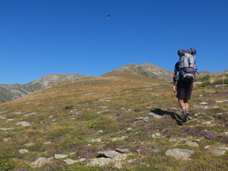 ranonneur en montagne sur crête avec des herbes jaunes