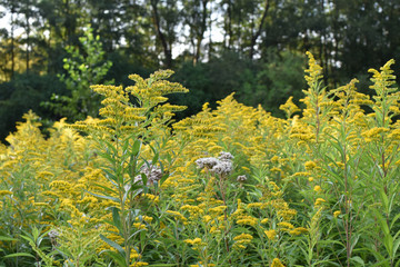 Kanadische Goldrute Yellow flowers of a plant in a dark forest.
