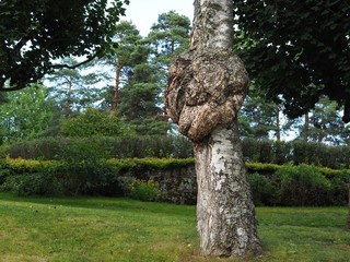 A large burr or burl on the trunk of a birch tree - betula pendula 