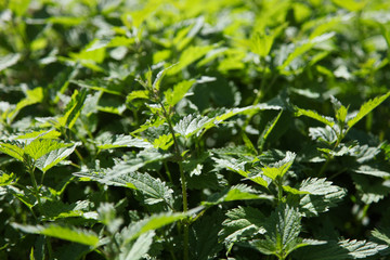 Green natural nettle